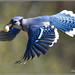 Don Jay Photo 10
