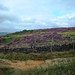 Heather Edge Photo 25