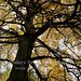Forrest Brown Photo 26