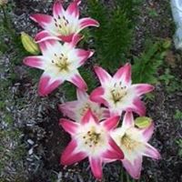 Mary Labarre Photo 17