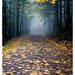 Forest Mcdonald Photo 9