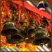 Joy Bell Photo 29