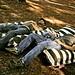 Donna Capps Photo 19