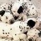 Renee Snider Photo 19