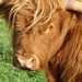 Ginger Bullock Photo 16