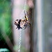 Christopher Dawson Photo 41