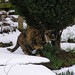 Pat Snow Photo 13