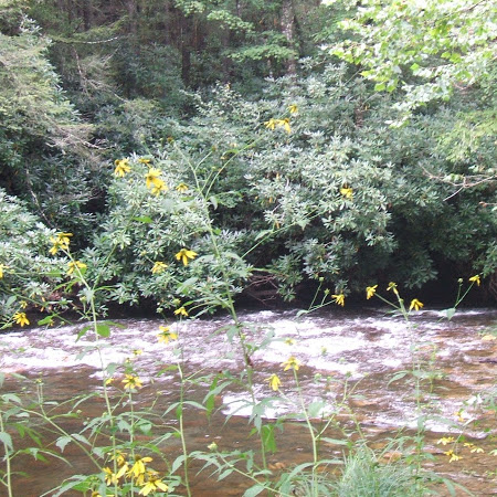 Kathy Pruitt Photo 29
