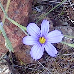 Cindy Piper Photo 36