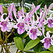 Lorrie Winters Photo 9