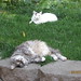 Josie Cooper Photo 17
