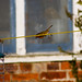 Robin Melton Photo 20