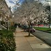 Charles Cherry Photo 39
