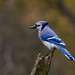 Jay Marsh Photo 9