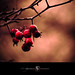 Loren Berry Photo 23