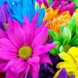 Mary Reis Photo 24