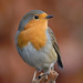 Robin Fuller Photo 13