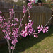 Bud Nicholas Photo 8