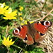 Don Peacock Photo 15