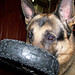Crystal Shepherd Photo 14