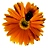 Lisa Wolfe Photo 41