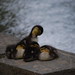 Duck Chu Photo 7