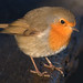 Robin Lock Photo 20