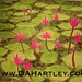 Charles Hartley Photo 34