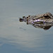 Alan Rice Photo 31