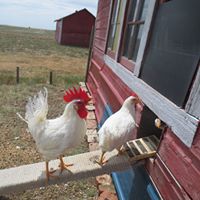 Randy Koenig Photo 9