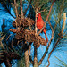 Jason Bough Photo 11