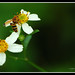 Daisy Dinh Photo 2