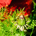 Melissa Green Photo 17