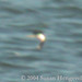 Susan Lemon Photo 19