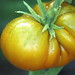 Ruby Green Photo 18