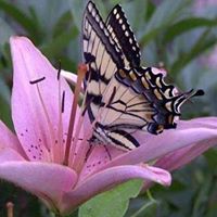 Donna Clement Photo 12