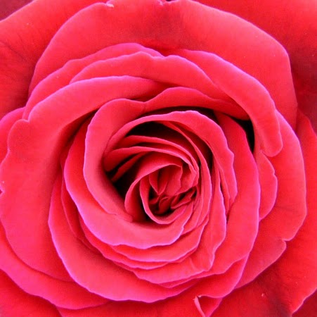 Rose Todd Photo 11