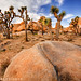 Joshua Neeley Photo 18