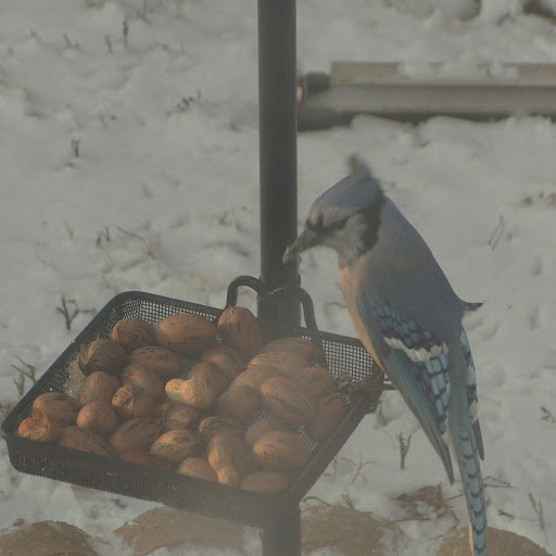 Robin Boyer Photo 9