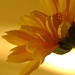 Susan Light Photo 19