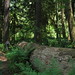 Gina Forest Photo 4