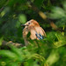 Jay Ham Photo 21