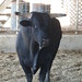 Jan Bull Photo 5