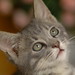 Chee Chan Photo 39