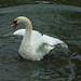 Lynn Swan Photo 14