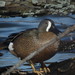 Allison Wing Photo 11