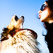 Steven Collie Photo 11