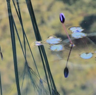 Julie Mchenry Photo 27