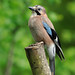 Jay Young Photo 19