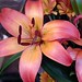 Lilly Rosa Photo 16